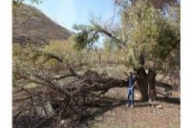 Hakkari’de kar yağışı Ermenilerden kalma ceviz ağaclarını vurdu