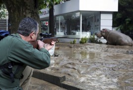 Vahşi hayvanlar Tiflis'i istila etti (video)