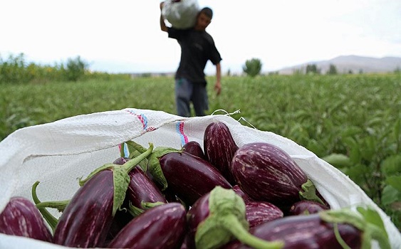 Ռուսաստանն արգելում է թուրքական սմբուկի ներմուծումը