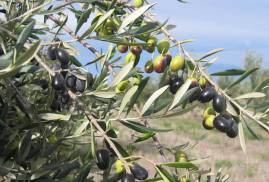 Karabağ’da zeytin plantasyonları kurulacak