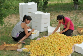 Ermenistan’dan 27 bin 800 ton kayısı ithal edildi