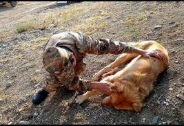 Azerbaycan tarafından açılan ateşten dolayı Ermeni gözlem mevzisindeki köpek vuruldu