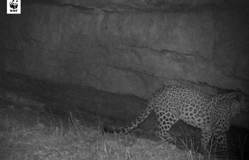 Yarım asırlık aradan sonra Ermenistan’ın Tavuş idari bögesindeki ormanlarda Kafkasya leoparı gözüktü (video)