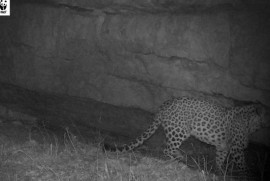 Yarım asırlık aradan sonra Ermenistan’ın Tavuş idari bögesindeki ormanlarda Kafkasya leoparı gözüktü (video)